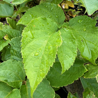 Aralia cachemirica CC4578